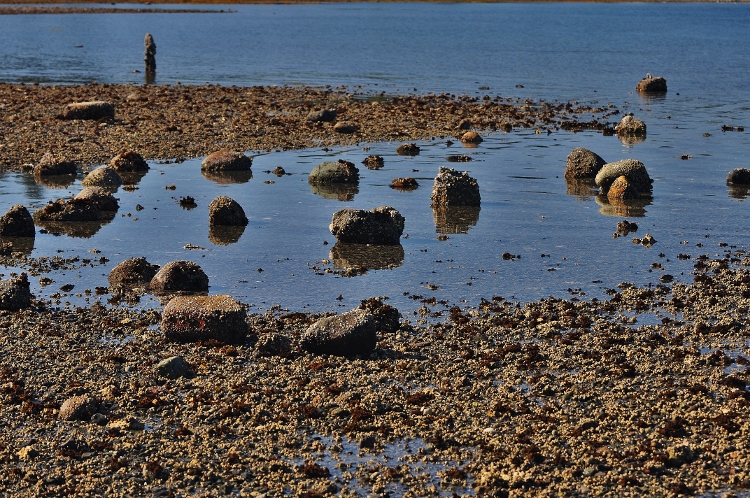 rocks at lowtide